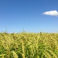 コシヒカリに中国産米が混入？JAのコメって